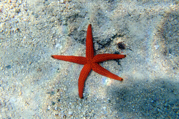 Fototapeta na wymiar Echinaster sepositus - Red sea star, underwater image into the Mediterranean sea
