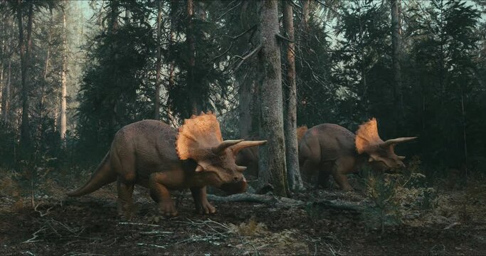 Triceratops walks through the jungle in search of food. 