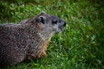 Woodchuck in the grass
