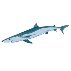 shark in blue color, cartoon illustration, isolated object on white background, vector,