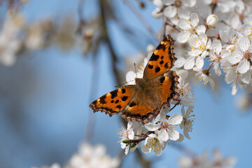 Großer Fuchs (nymphalis polychloros) auf Wildkirschblüten vor blauem Hintergrund