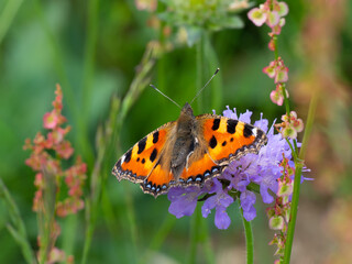 Kleiner Fuchs, Aglais urticae, auf lila Skabiosenblüte