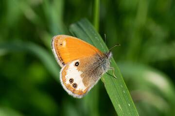 Perlgrasfalter (Coenonympha arcania)