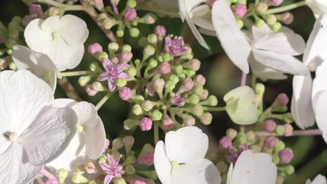 beautiful white -pink blossom of  hydrangea  species in garden.  macro footage