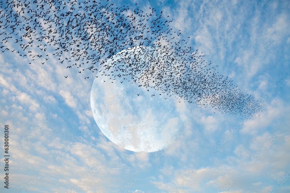 Poster flock of starlings migrating to the moon - silhouette of flock birds flying with full moon