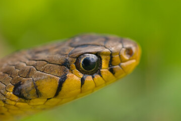 Closeup of Rat-snake in the wild, India.