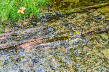 Clear Creek Details 2