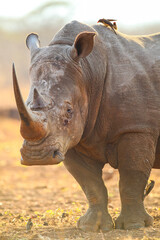 White rhino portrait with full horn still