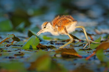 African jacana chick walking on lily pads and hunting insects for breakfast