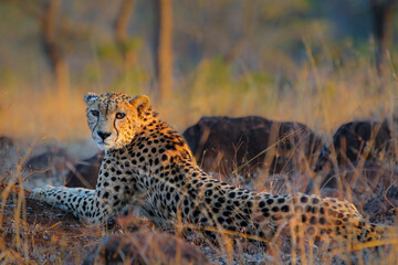 Cheetah looking around for food as it lies on the ground in the late afternoon