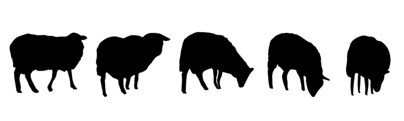 Group of sheeps, flock.  Silhouette. Vector illustration.
