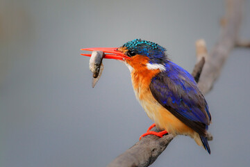 Malachite kingfisher with a fish in its beak while perched on a thin branch