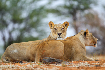 Couple of lionesses resting on red sandy ground
