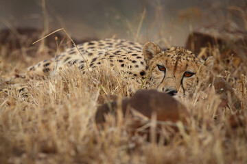 Cheetah looking around for food as it lies on the ground in the late afternoon