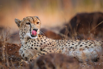 Cheetah licking its lips as it lies between rocks and grass