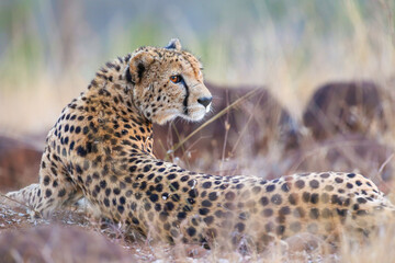 Cheetah looking around for food as it lies on the ground in the late afternoon