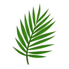 green palm leaves tropical plant on transparent background