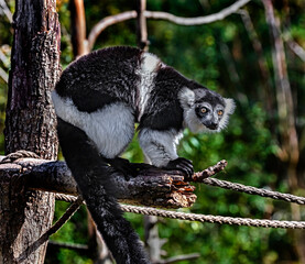 Black-and-white ruffed lemur on the tree. Latin name - Varecia variegata