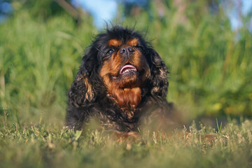 Adorable black and tan King Charles Spaniel dog posing outdoors lying down on a green grass in summer