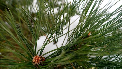 Closeup of snow flakes slowly falling on fir tree branch in winter forest