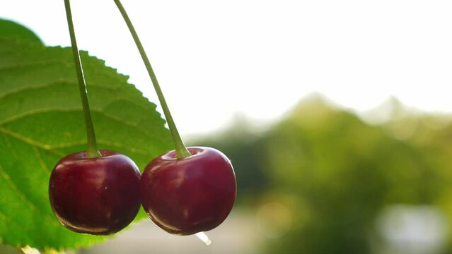 Red ripe cherry grow on tree at the garden, closeup. Autumn harvest