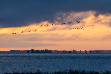 Fliegende Kraniche bei Sonnenaufgang am Bodden vor Zingst an der Ostsee.