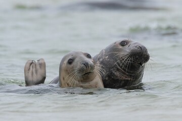 Closeup of cute chunky seals swimming in the sea with a blurry background