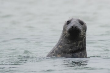 Fototapeta premium Closeup of a cute seal swimming in the sea on a sunny day with a blurry background
