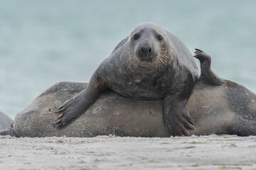 Closeup of cute chunky seals on the shore of the ocean with a blurry background