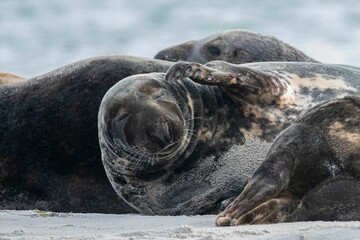 Fototapeta premium Closeup of cute chunky seals on the shore of the ocean with a blurry background