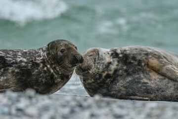 Closeup of cute chunky seals on the shore of the ocean with a blurry background