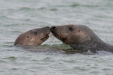 Obraz premium Closeup of cute chunky seals swimming in the sea with a blurry background