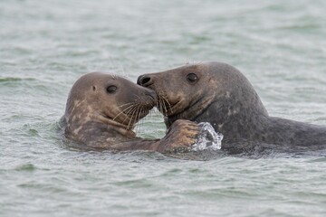Closeup of cute chunky seals swimming in the sea with a blurry background