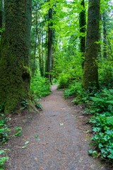 the path splits between two tall trees in the woods of this lush green forest