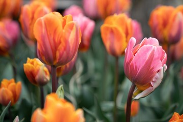 Closeup of vibrant and colorful tulips in a lush green on a sunny day with a blurry background