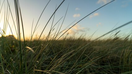 A closeup shot of blades of grass in the wind near a beach shore