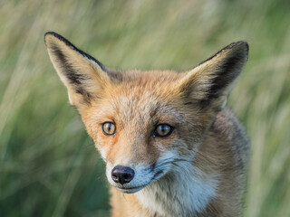 fox portret