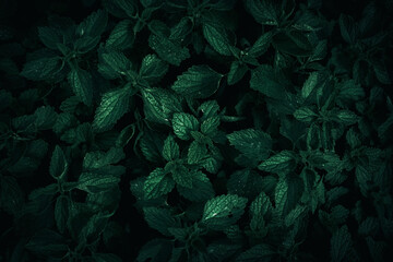 Fototapeta na wymiar Green Nettle leaves pattern texture
