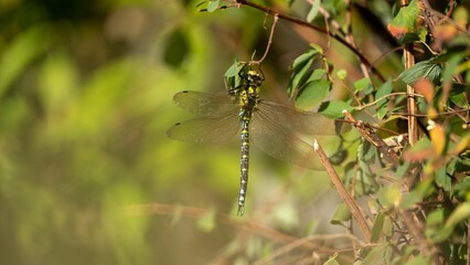 High-resolution closeup of Libelle Dragonfly resting in a garden setting