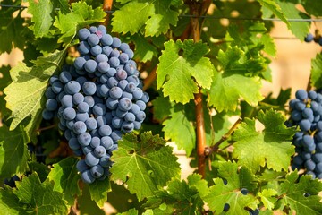 Grapes and vine leaves on vine in evening light