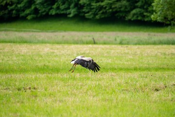 White stork (Ciconia ciconia) landing on a green meadow