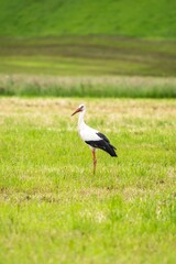 White stork (Ciconia ciconia) standing on a green meadow