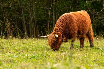 Scottish highland cattle grazing. In front of forest. Hairy wild animal eating grass in autumn sun