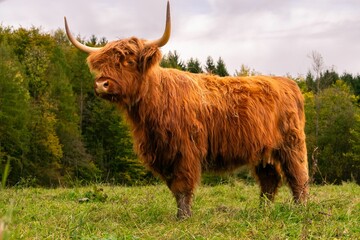 Scottish highland cattle in front of forest. Sunshine on red fur. Horns up. Imposing wild animal