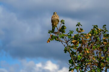 Kestrel sitting on a tree.