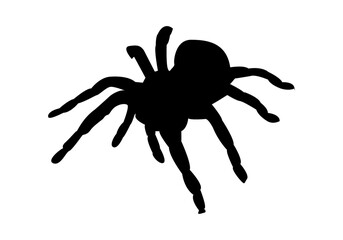 Icono de tarántula o araña o insectos o bichos