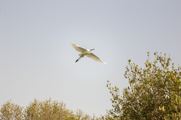 Majestic white great egret (Ardea alba) soaring gracefully through a landscape of lush green trees