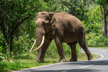 Naklejka na ściany i meble Asian elephant (Elephas maximus) crossing the road