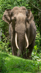 Fototapeta premium Asian elephant (Elephas maximus) crossing the road