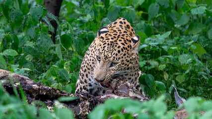 Indian leopard (Panthera pardus fusca) with a kill